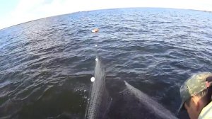 Рыбалка на сига сетями и отличный улов. Fishing for whitefish. Salmon fishing.