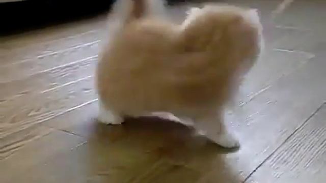 cute kitten how to play смотреть онлайн