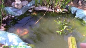 Чем ОЧИСТИТЬ пруд, водоем БЕЗ ХИМИИ!!! Быстрая очистка водоема.