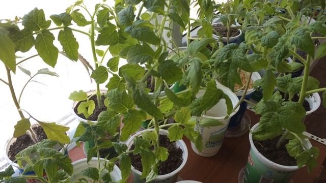 ТОМАТЫ СПАСЕНЫ! ЯПОНСКИЙ МЕТОД СРАБОТАЛ! смотреть онлайн