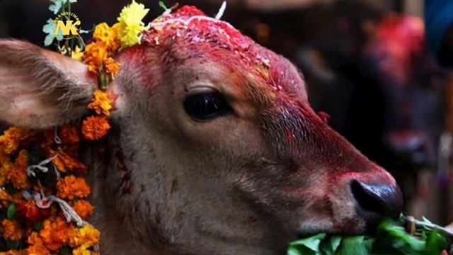 TIHAR DHUN| TIHAR SONG INSTRUMENTAL NEPALI| BHAILI GEET |News Knowledge смотреть онлайн