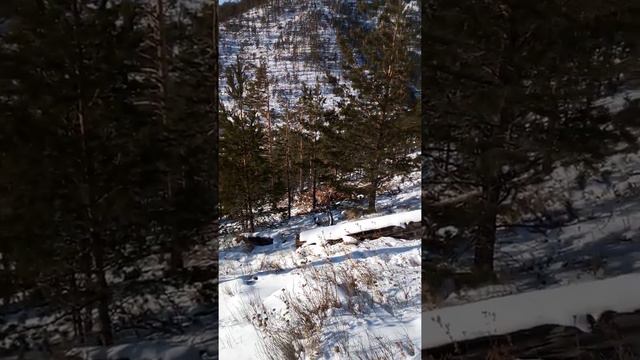 охота на косулю зимой смотреть онлайн