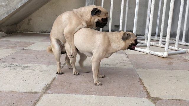 Pug Male Available For Stud, Pug Mating @ARM DOG KENNEL смотреть онлайн