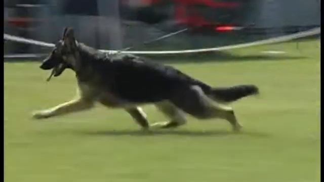 GSDC of Central Ohio Fran Ford Judge 5/30/2010 смотреть онлайн