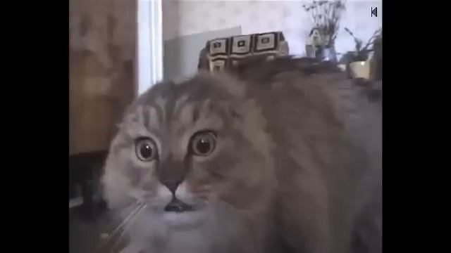 Кот поёт рэп смотреть онлайн