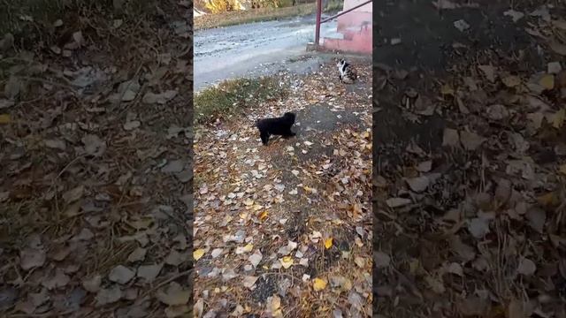 Я и 9щенят в ожидании.Должны приехать из приюта. смотреть онлайн