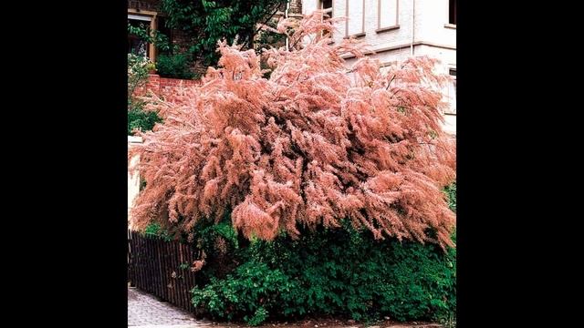 Самые красивые кустарники! смотреть онлайн