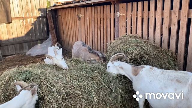 Козы наши-вопросы ваши// смотреть онлайн