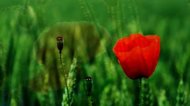 Червонi маки  Трио Маринич