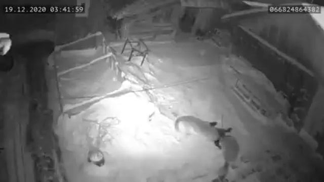 Как Волки рвут собак. Видео выложено для защитников Волков. смотреть онлайн