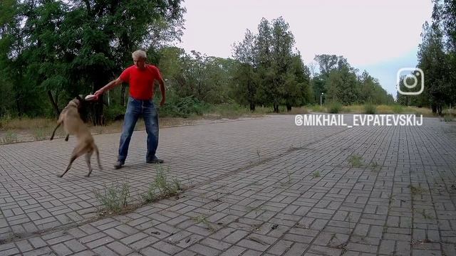 Бельгийская овчарка малинуа Альфа занятя после физической нагрузки 3.mp4