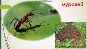 ФЦКМ Занятие по окружающему мира для детей дошкольного возраста "В гостях у насекомых"