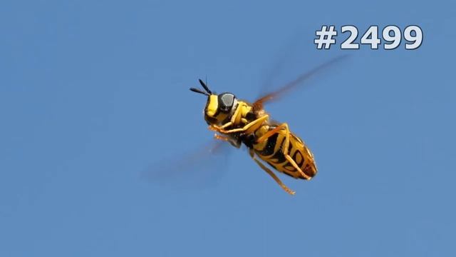 Забавные Зверушки