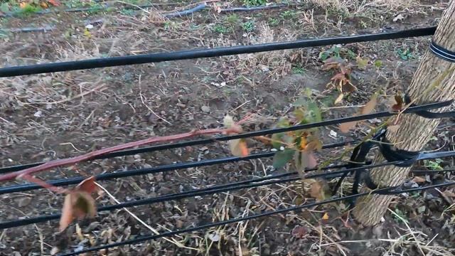 Что делать с ежевикой и виноградом в декабре? Обход территории смотреть онлайн