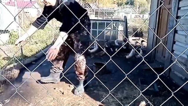 Забой кролика. Забой мускусной утки. Какой вес тушки. смотреть онлайн