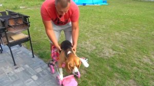 ПЕРЕБИНТОВАННАЯ ЛАПА ШЕРЛОКА И ПОМОЩЬ БАТИ. БРОС ШОУ ПЕТ