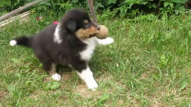 2019-06-06 - щенок колли,кобель,  ПЕЛЕ ПРОКСЕНИ, 6 недель, продается