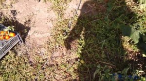 помидор СОЛЕРОССО F1 / РАННИЙ,УРОЖАЙНЫЙ , РЕКОМЕНДУЮ!!!!