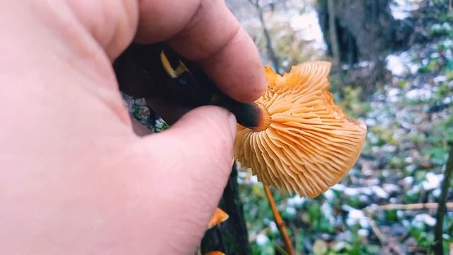 Зима.Перший Сніг.Перші Гриби Зимові. ФЛАМУЛІНА.Ріка.Краса.Кролі.Вітаміни для кроликів і не тільки