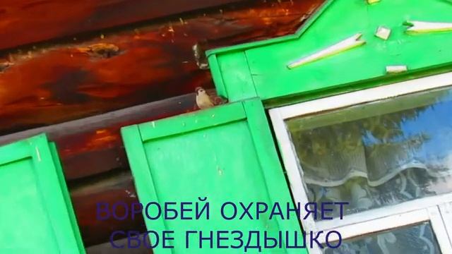 На даче. воробей охраняет свое гнездышко пока мама-птичка кормит птенцов смотреть онлайн