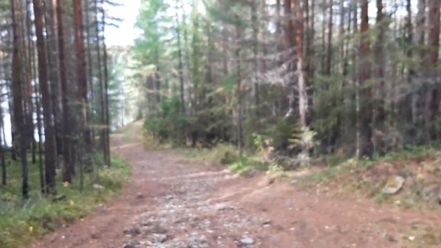 Как запускать питбайк. Покатушки в лесу. Kayo crf. смотреть онлайн