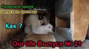 Как развязать крола! Как запустить крольчиху? Как я работаю?