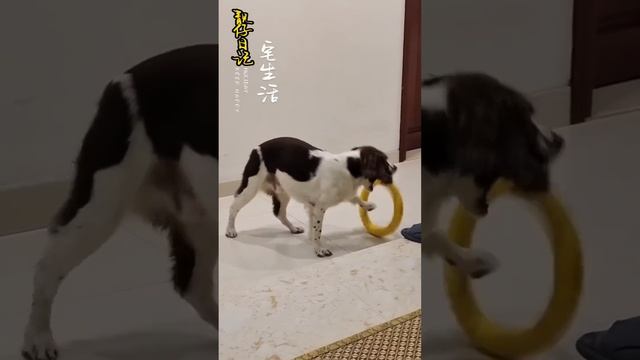 仔仔爆笑合集：仔妈给仔仔剪了新发型，仔爸吐槽说不好看，仔仔：没想到仔妈也会骗人！【靓仔日记】 смотреть онлайн