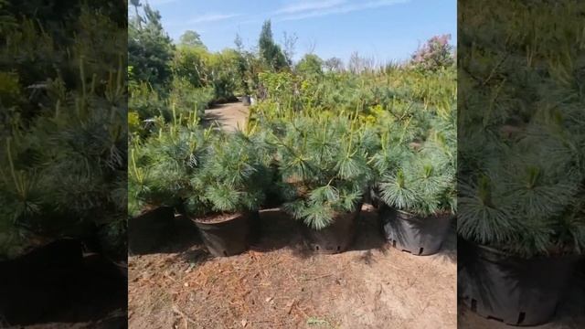 26 мая 2023 г. Кедровый стланик смотреть онлайн