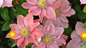 Клематис гибридный Little Mermaid. Краткий обзор, описание характеристик