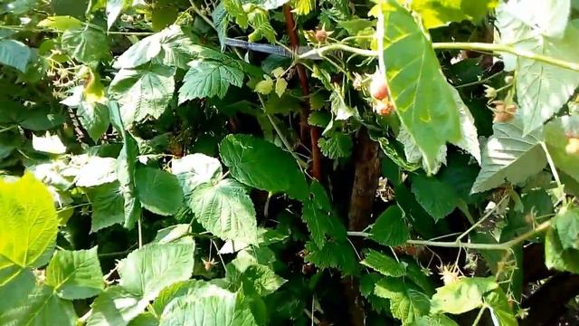 Ягода-малина!!! Raspberries!!! смотреть онлайн