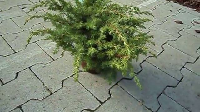 Juniperus conferta Slager смотреть онлайн