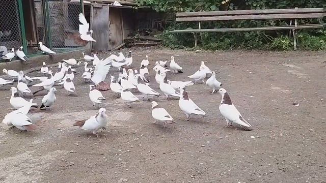 #BAKU #PIGEONS.  Бакинские шейки  Джалилова Эльшада в Баку