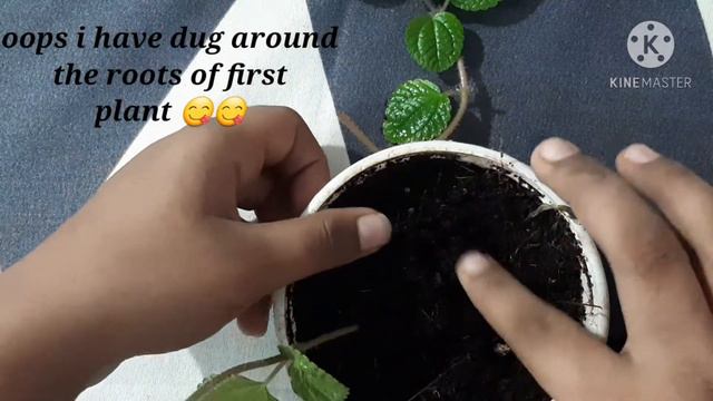 100% propagation of creeping charlie in one week смотреть онлайн