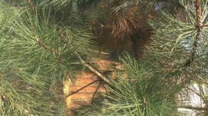 Сосна пондероза (picea ponderosa)