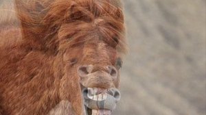 Звук ржания лошади. Привет соседям!  The sound of a horse laughing.  Hello neighbors!