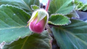 Глоксиния или Синнингия