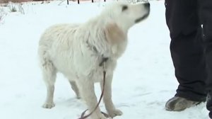 Домашний зоопарк: Чау-чау