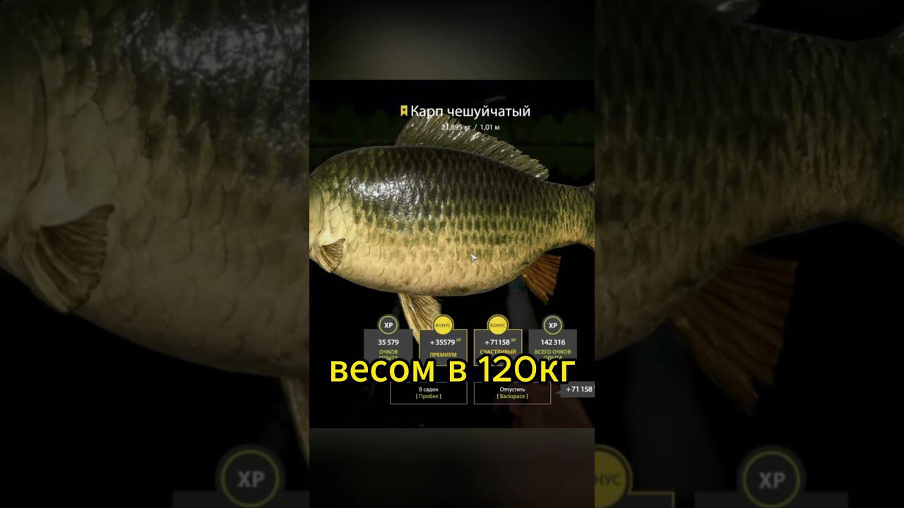 Карп и Книга рекордов Гиннесса   #русскаярыбалка4 #рр4 #rf4 #shorts