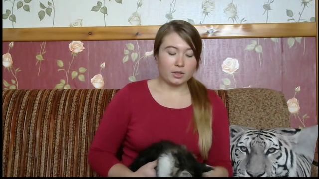 Котенок. Первые дни дома. смотреть онлайн