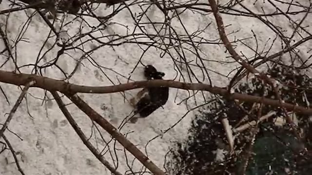 Собака занимается своими делами 21.03.2011 смотреть онлайн