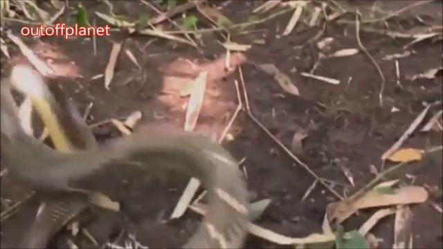 Most Amazing Wild Animal Attacks #2 - King Cobra, Python, Anaconda - CRAZIEST Animal Fights смотреть онлайн