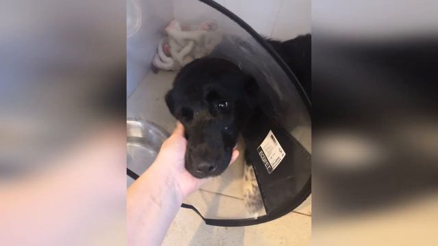 Несколько дней Дакота лежала в груде мусора и не могла встать,пока на её пути не появились волонтер смотреть онлайн