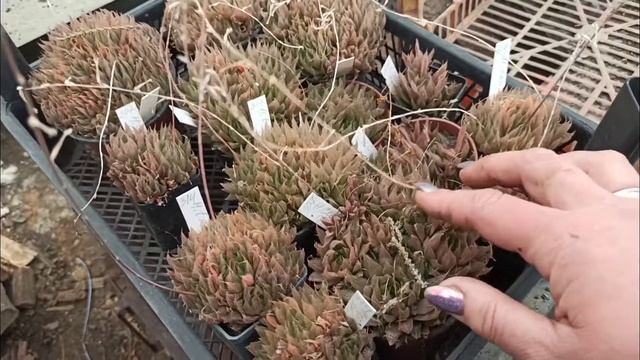 Как выращивают петуньи ,сульфинии в теплицах, купили цветы едем домой сажать) смотреть онлайн