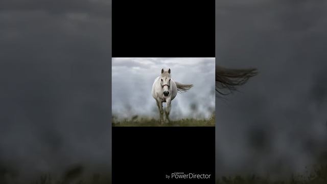 Рыжий конь против белой кобыла и против чёрного коня смотреть онлайн