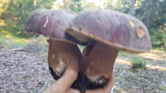 boletus pinophilus смотреть онлайн
