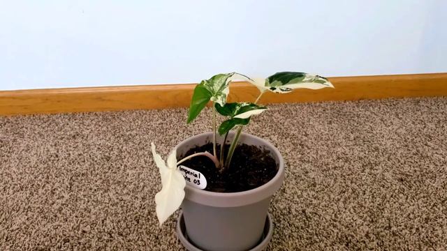 Syngonium Albo 03 Part 001 | Plant Vlog 196 UPDATE FROM PROPAGATION смотреть онлайн