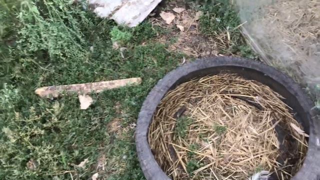 ЧТО ДЕЛАТЬ С ОСЕННЕЙ ЯЙЦЕКЛАДКОЙ МУСКУСНЫХ УТОК / ПОЗДНЯЯ ЯЙЦЕКЛАДКА смотреть онлайн