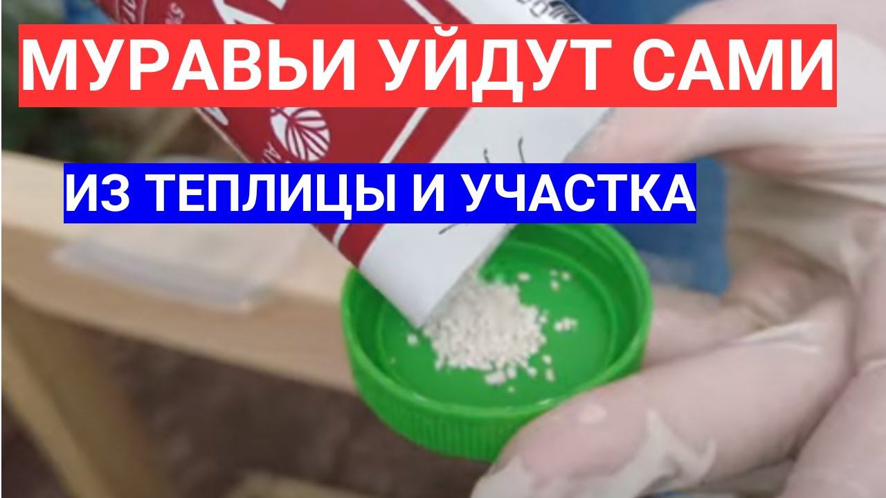 МУРАВЬИ В ТЕПЛИЦЕ ПРОПАЛИ ВМИГ - РАССТАВИЛА ЭТИ ПРИМАНКИ. КАК ИЗБАВИТЬСЯ ОТ МУРАВЬЕВ В САДУ смотреть онлайн