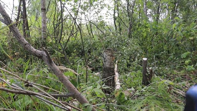 #1 Купили Заброшенный Дачный Участок И преступили к обработке / Начало смотреть онлайн