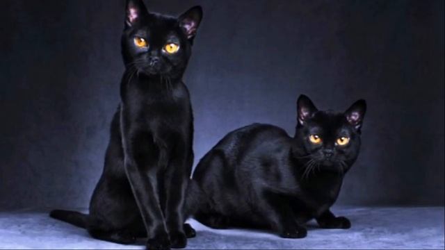 Черные коты. Семь неожиданных фактов смотреть онлайн